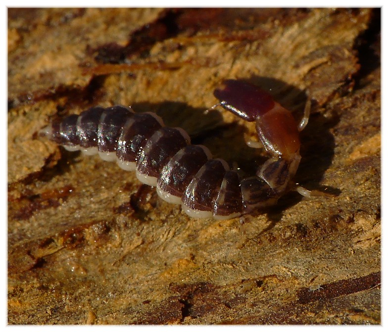 Larva...di chi...? Parainocellia bicolor